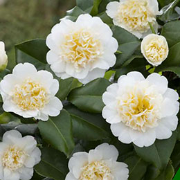 Camellia japonica 'Brushfields Yellow'